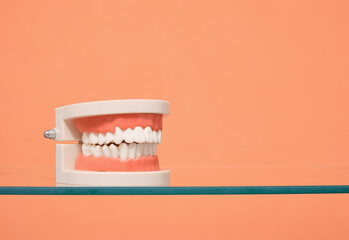 Human jaw. Minimalistic dental composition and care health. Copy space for text.