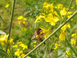 Honey Bee collect nectar or pollen from the flower of brassica campestris or field mustard