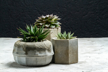 Beautiful cacti in cement pots, space for text