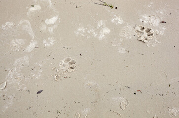 Dog footprints on sand beach. Pawprint on sand