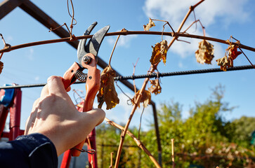 Man gardening in backyard. Worker's hands with secateurs cutting off wilted leafs on grapevine....