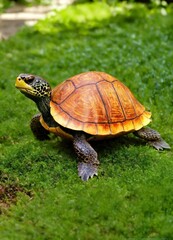 Obraz premium turtle on the ground