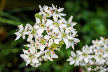 Tiny flowers of Chinese garlic chieves in Spring caught raindrops on overcast day - closeup macro