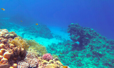 Amazing  coral reef and fish - 738084900