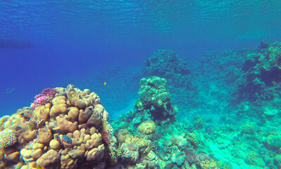 Amazing  coral reef and fish