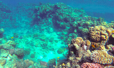 Amazing  coral reef and fish