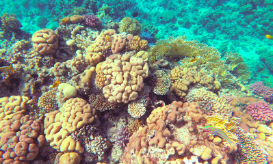 Amazing  coral reef and fish - 738084969