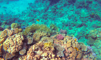 Amazing  coral reef and fish