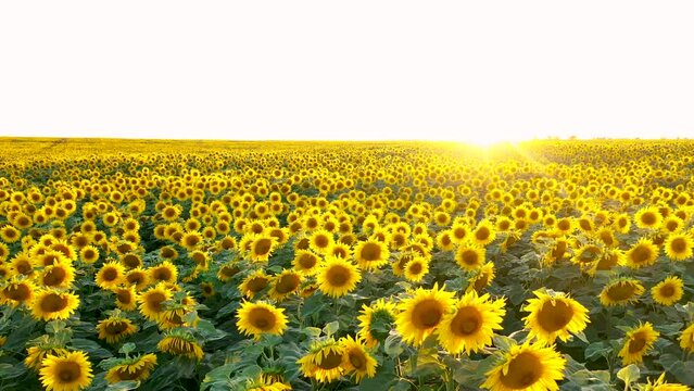 Aerial flying above blooming yellow sunflower growing on agricultural hilly field at sunset sunrise. Rural business and food production. Yellow blossoms flowers and ripening of seeds. Summer idyll