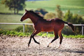 Horse foal on the riding arena, galloping on the riding arena.