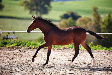 Horse foal on the riding arena, galloping on the riding arena.