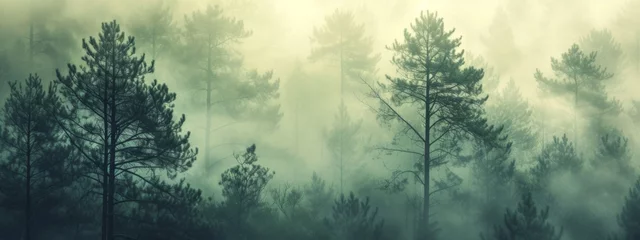 Abwaschbare Fototapete Morgen mit Nebel the serene beauty of a misty forest
