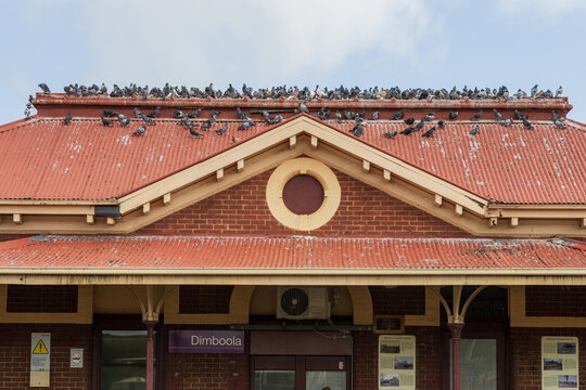 Hundreds of pigeons sitting on the roof of a rural railway station
