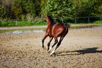 Horse foal on the riding arena, galloping on the riding arena.