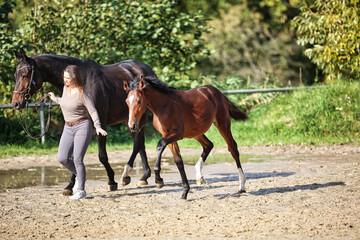 Horse foal with mare and owner woman on the riding arena.