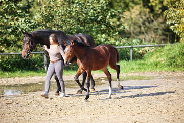 Horse foal with mare and owner woman on the riding arena.