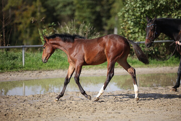 Horse foal on the riding arena, portraits from the side.