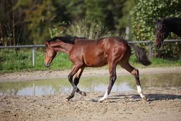 Fototapeta premium Horse foal on the riding arena, portraits from the side.