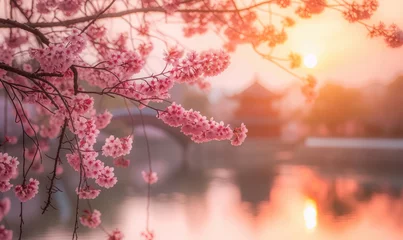 Keuken spatwand met foto Sakura blossoms in Maruyama Park, Kyoto, Japan. Generative AI © sutagon