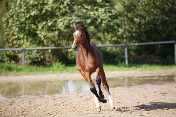 Horse foal galloping around on the riding bib.