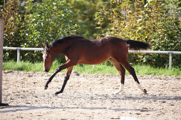 Horse foal galloping around on the riding bib.