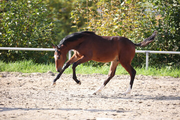 Horse foal galloping around on the riding bib.