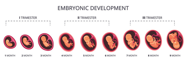 Embryo month stage growth, fetal development flat infographic icons. Medical illustration of foetus cycle from 1 to 9 month to birth and combined into trimesters - obrazy, fototapety, plakaty