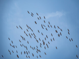 birds in the sky