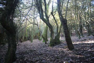 Veduta della foresta di tassi di Sos Nibberos