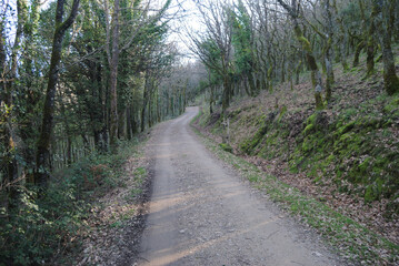 La foresta di Monte Rasu