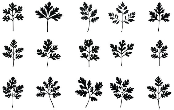 parsley or cilantro leaves silhouette. Elements for the design of the plant pattern