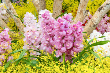 美しい洋蘭の花
