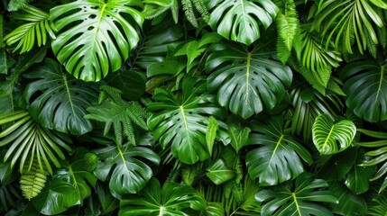 Tropical plant variety with monstera leaves. Full frame nature pattern.