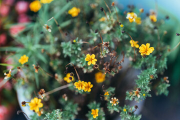 花壇のビデンス