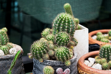 Cute of cactus in pots, nature background.