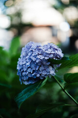 紫陽花
