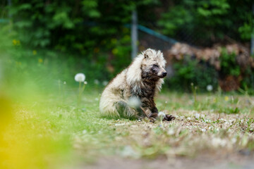 狸の日向ぼっこ