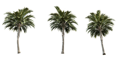 Fototapeta premium set of palm tree cut out 