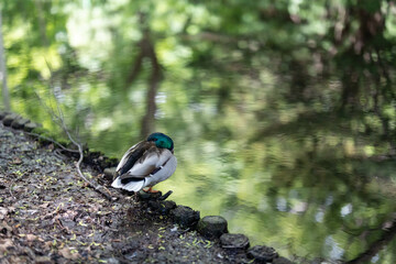 公園の水辺の鴨
