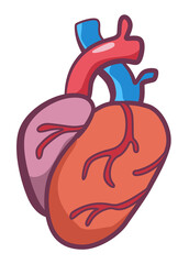Internal human body organ - heart, info poster. Medical anatomy infographic element. Medicine concept, healthcare. illustration
