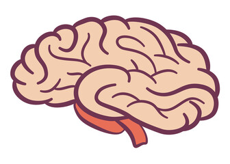 Internal human body organ - brain, info poster. Medical anatomy infographic element. Medicine concept, healthcare. illustration