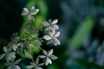 名前のわからない植物