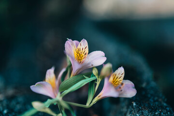地面のアルストロメリア