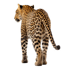 Leopard back view isolated on transparent or white background