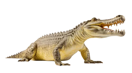 Foto op Canvas Full body real crocodile side view isolated on transparent or white background © Luckyphotos