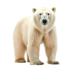 Polar bear standing isolated on transparent or white background