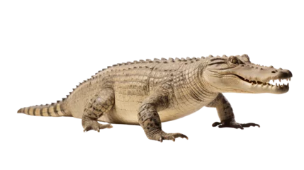 Fotobehang Full body real crocodile side view isolated on transparent or white background © Luckyphotos