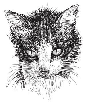 Sketch portrait of cute black and white domestic cat, vector hand drawing isolated on white