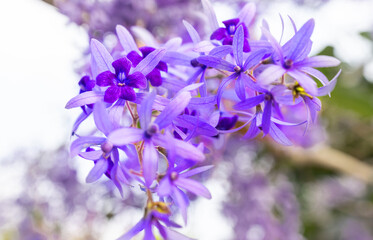 Purple wreath or Sandpaper vine or Purple wreath or queen wreath. Closeup Of the Petrea Volubilis Flowers Commonly Known As The Purple Wreath. selection focus.