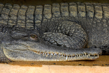 Faux gavial africain; Crocodylus cataphractus, Afrique
